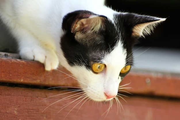 Chat thaïlandais