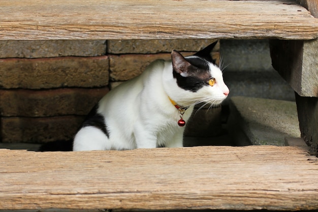 Chat thaïlandais