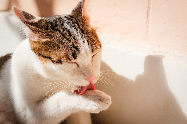 Chat thaïlandais