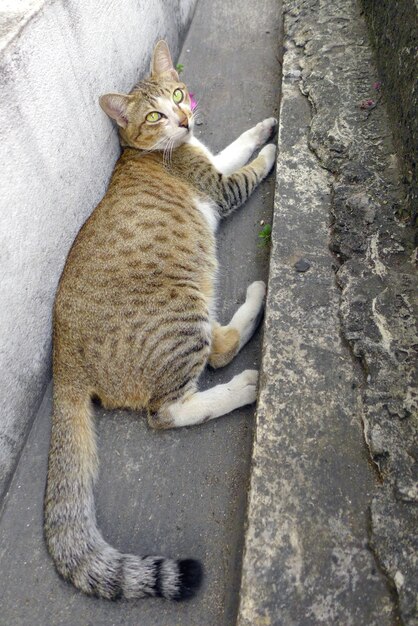 Chat thaïlandais