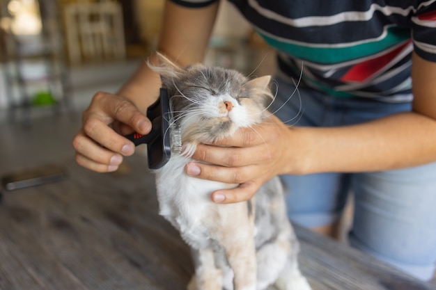 Chat tigré allongé sur la table au salon de coiffure pour chats tout en étant brossé et peigné mise au point sélective