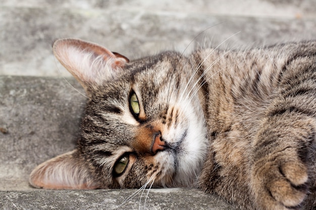 Chat tigré allongé sur un toit en ardoise et au repos