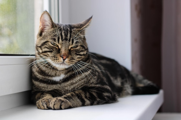 Un chat tigré aux yeux brillants regarde dans l'appareil photo tout en étant assis près de la fenêtre