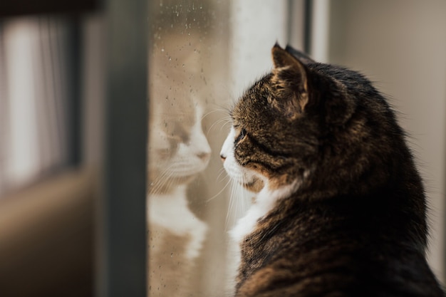 chat tigré aux yeux verts regarde.