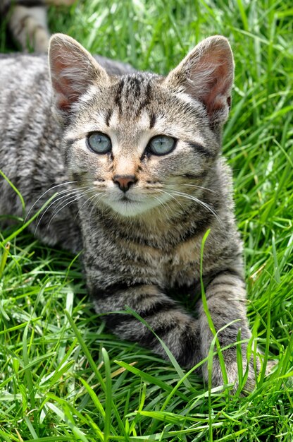 Le chat tigré avec de beaux yeux verts se trouve sur l'herbe