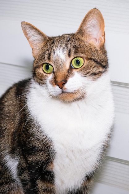 Chat tigré brun assis avec des yeux jaunes gros plan