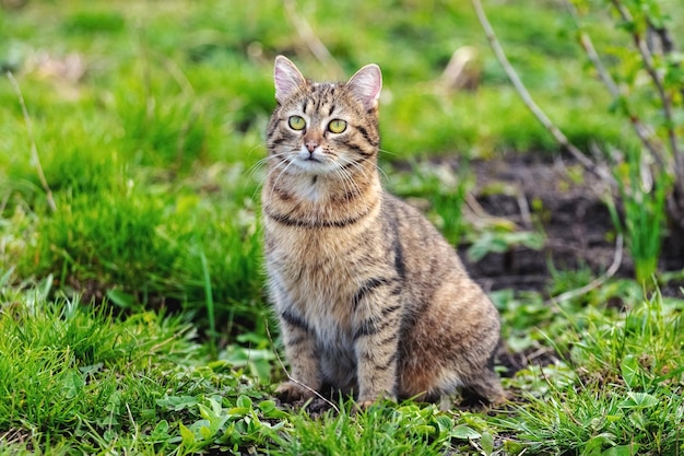 Un chat tigré brun est assis dans le jardin sur l'herbe près d'un buisson de cassis