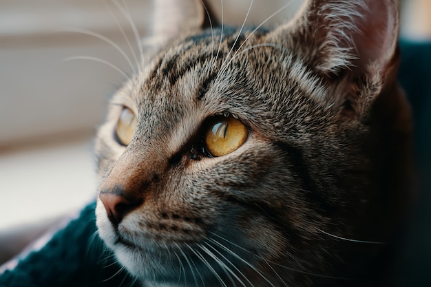 Chat tigré chaton gros plan aux yeux jaunes se penche sur la lumière du soleil à distance tombe sur l'animal