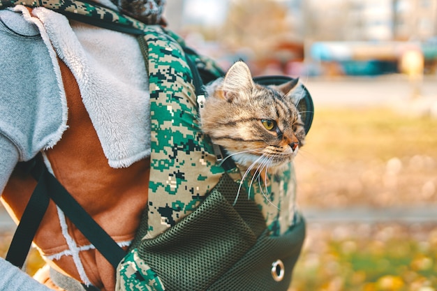 Chat tigré dans un sac. Chat drôle regarde d'un sac à dos aux couleurs du vert sur le dos d'un homme