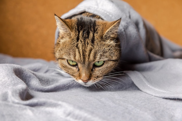 Chat tigré domestique arrogant drôle allongé sur un canapé sous un plaid à l'intérieur. Chaton se reposant à la maison en gardant au chaud se cachant sous une couverture par temps froid automne automne hiver. Concept d'humeur Hygge de la vie des animaux de compagnie.