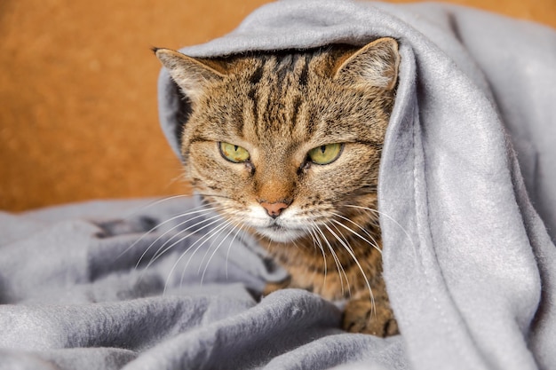 Chat tigré domestique arrogant drôle allongé sur un canapé sous un plaid à l'intérieur chaton se reposant à la maison