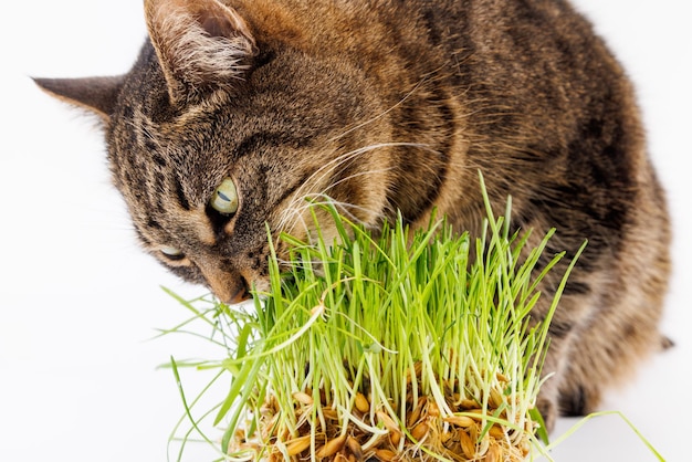 Chat tigré domestique gris manger des pousses d'avoine vert frais gros plan sur fond blanc avec sélectif