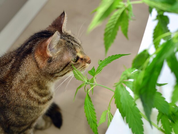 Un chat tigré domestique mangeant et sentant des feuilles fraîches de cannabis ruderalis sur un rebord de fenêtre blanc