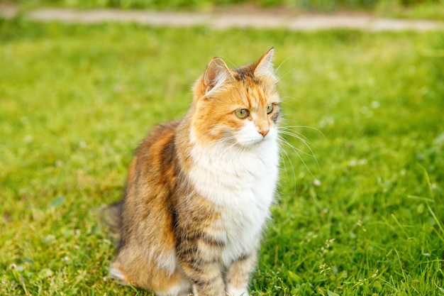 Un chat tigré domestique à poil court arrogant se faufile à travers un fond de prairie d'herbe verte fraîche. Le chaton se promène à l'extérieur dans la cour du jardin le jour d'été. Concept de santé et d'animaux de soins pour animaux de compagnie.