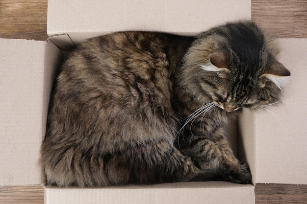 Chat tigré dormant dans une boîte