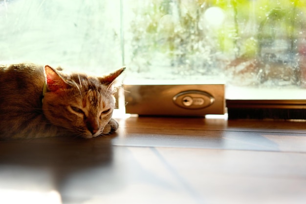 Chat tigré dormir sur le sol avec le soleil