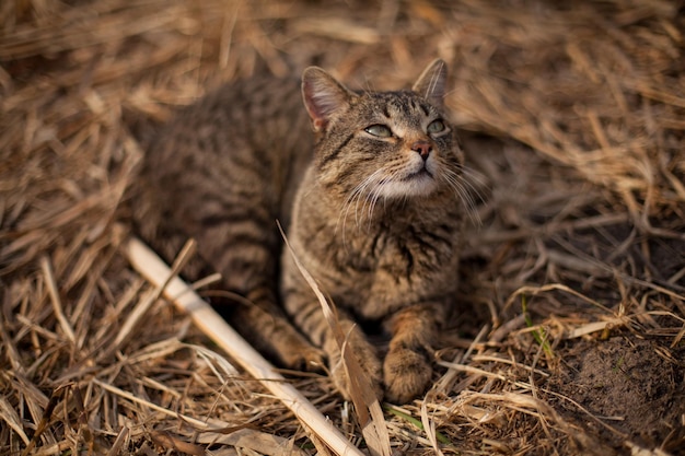 Un chat tigré dort sur de l'herbe sèche Un chat se trouve au soleil jouant sur un roseau sec chat bâille