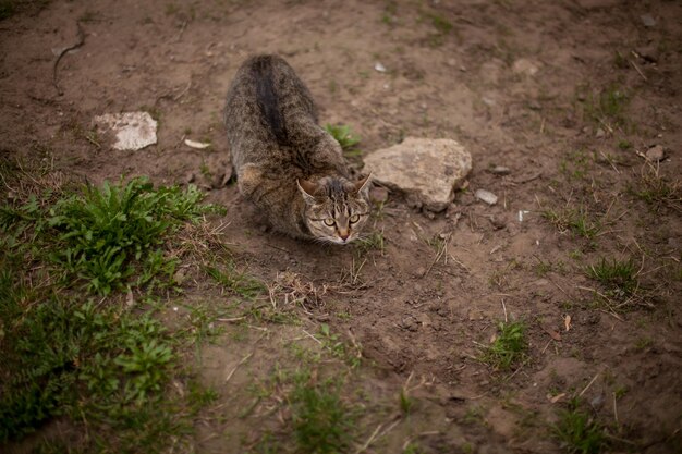 Un chat tigré dort sur de l'herbe sèche Un chat se trouve au soleil jouant sur un roseau sec chat bâille