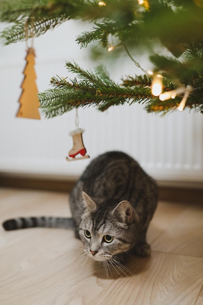 Chat tigré drôle sous l'arbre de Noël décoré