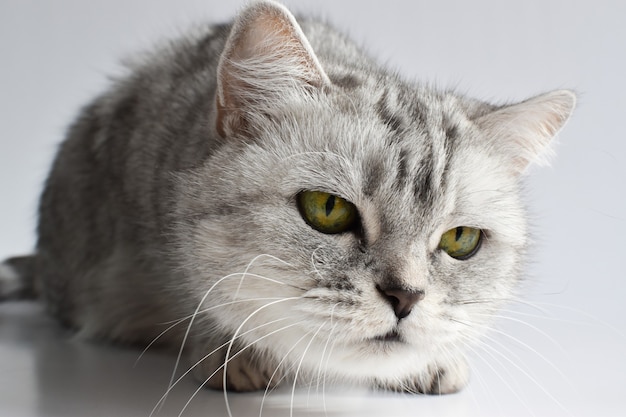 Le chat tigré est couché sur le blanc