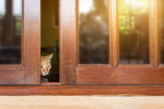 Un chat tigré à fourrure regarde derrière la porte, un chat regarde derrière une porte en bois