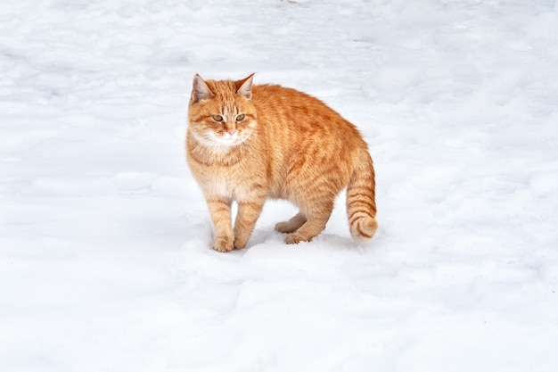 Chat tigré gingembre debout sur la neige