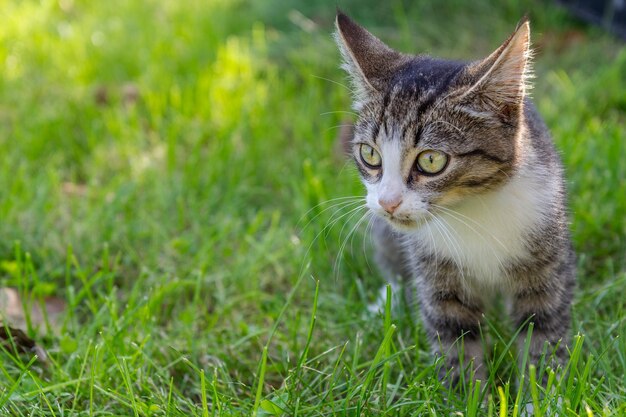 Pulvérisateur De Jardin De Pesticides D'engrais, Arrosoir Et Quelques  Outils De Jardin Sur La Pelouse Avec L'herbe Verte