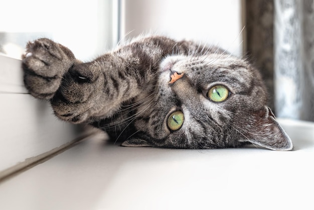 Le chat tigré gris mignon se trouve sur un rebord de fenêtre, étire ses pattes, regarde la caméra