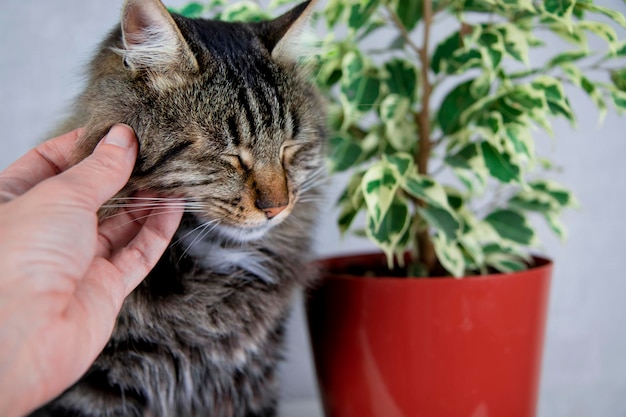 Un chat tigré gris