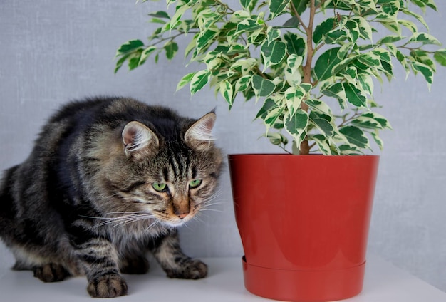 Un chat tigré gris