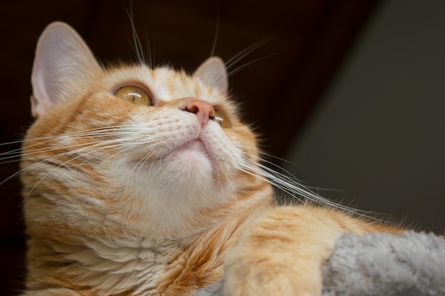 Chat tigré jaune regardant curieusement vers le haut avec les yeux jaunes et le détail des moustaches de la bouche du nez