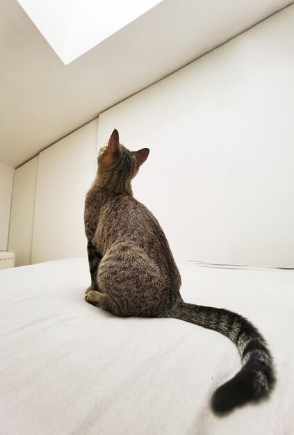 Chat tigré jusqu'à la salle blanche