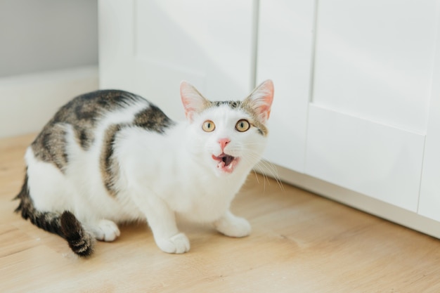 Chat tigré à la maison sur le sol