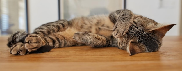 Chat tigré mignon dormant sur une table à la maison Drôle d'animal domestique à poil court allongé sur une surface en bois se relaxant à l'intérieur Adorable chaton brun rayé gâté couvrant son visage avec une patte pendant la sieste