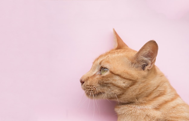 Chat tigré mignon gingembre sur fond rose