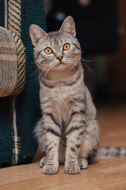 Chat tigré noir et blanc aux yeux orange Le chat est assis sur le sol près d'un canapé ou d'une chaise