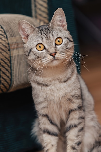 Chat tigré noir et blanc aux yeux oranges. Le chat est assis par terre près d'un canapé ou d'une chaise.