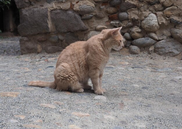 Chat tigré orange