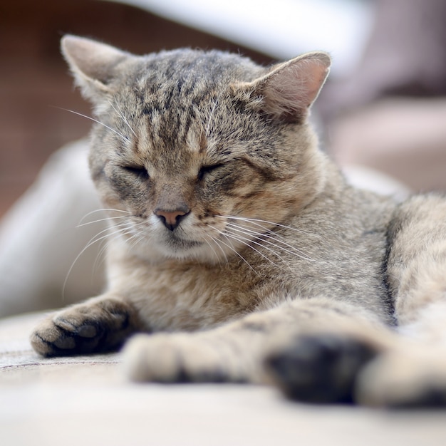 Chat tigré paresseux sieste sur le canapé