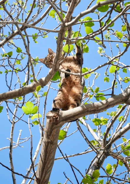 Photo un chat tigré perché sur une branche d'arbre