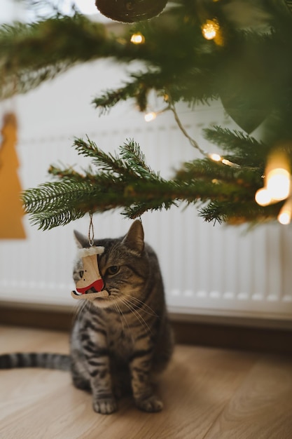 Chat tigré rayé gris drôle sous l'arbre de Noël décoré des jouets
