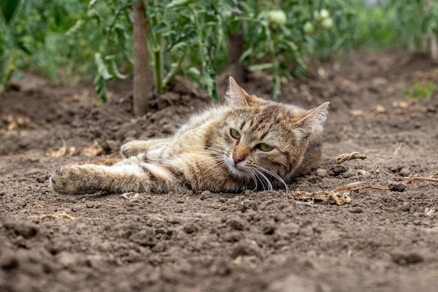 Un chat tigré se trouve au sol dans un lit près des buissons de tomates