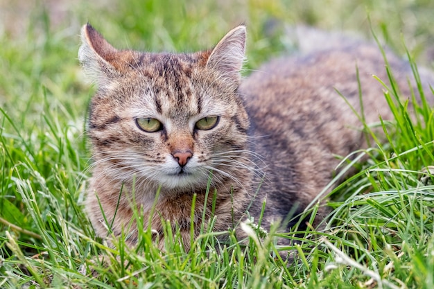 Un chat tigré se trouve dans le jardin dans l'herbe verte