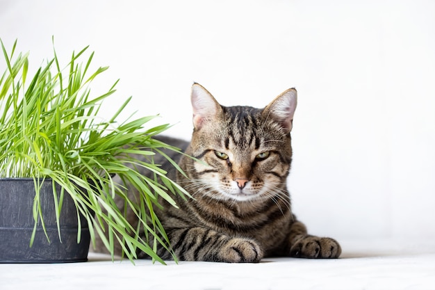 Chat tigré se trouve près de l'herbe verte fraîche. Herbe à chat. Nourriture utile pour les animaux