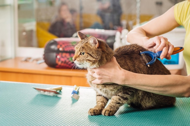 Chat de toilettage avec outil pour la perte de poils