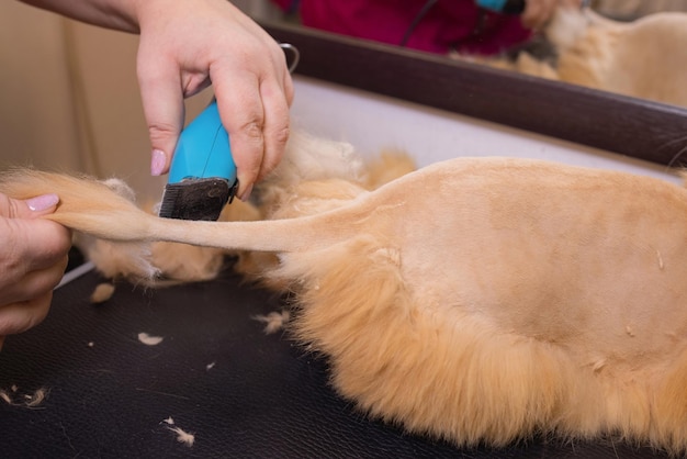 Chat de toilettage avec outil pour se débarrasser des cheveux médecine animaux de compagnie concept de soins de santé et de personnes