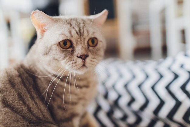 Chat très drôle en riant de près.