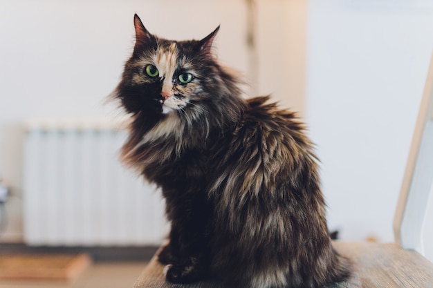 Chat très drôle en riant de près.