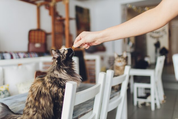 Chat très drôle en riant de près.