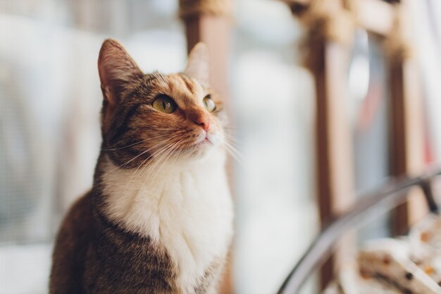 Chat très drôle en riant de près.